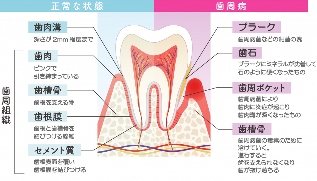 小児歯科